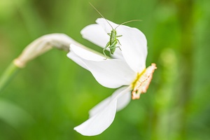 Weiße Narzisse (Narcissus poeticus) mit Punktierter Zartschrecke (Leptophyes punctatissima)-3
