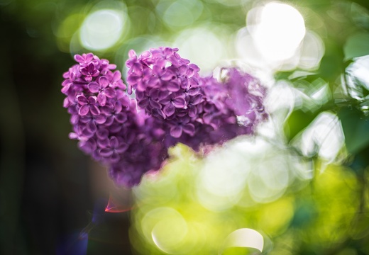 Flieder im Morgenlicht