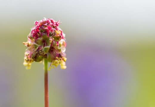 Kleiner Wiesenknopf (Sanguisorba minor)