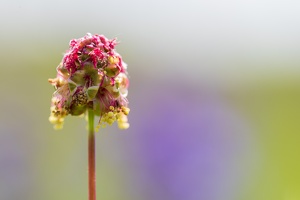 Kleiner Wiesenknopf (Sanguisorba minor)