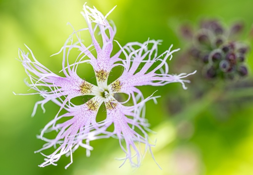 Prachtnelke (Dianthus superbus)