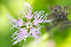 Prachtnelke (Dianthus superbus)