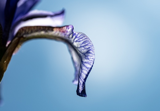 Sibirische Schwertlilie (Iris sibirica)