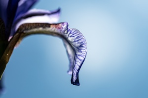 Sibirische Schwertlilie (Iris sibirica)
