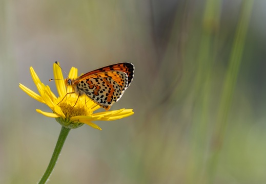 Roter Scheckenfalter (Melitaea didyma)