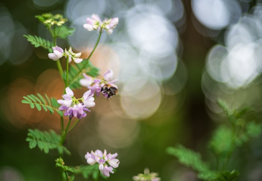 Bunte Kronwicke (Securigera varia)