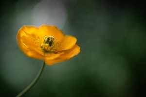 Mohnblüte