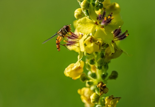 Hainschwebfliege (Episyrphus balteatus) an Kleinblütiger Königskerze (Verbascum thapsus)