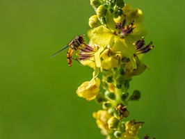 Hainschwebfliege (Episyrphus balteatus) an Kleinblütiger Königskerze (Verbascum thapsus)