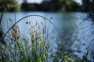 Am Ufer