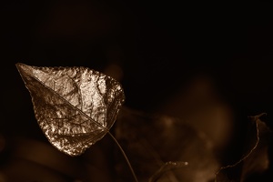 Grenzlicht