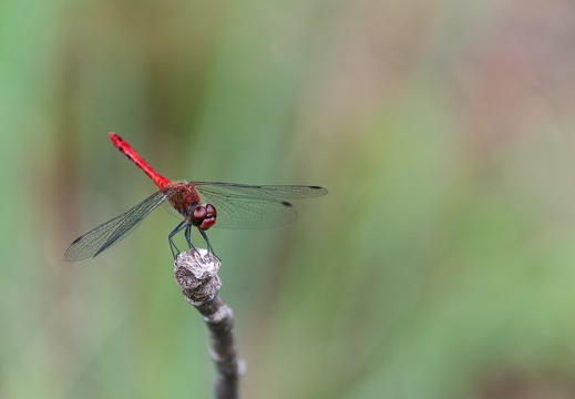 Blutrote Heidelibelle (Sympetrum sanguineum)