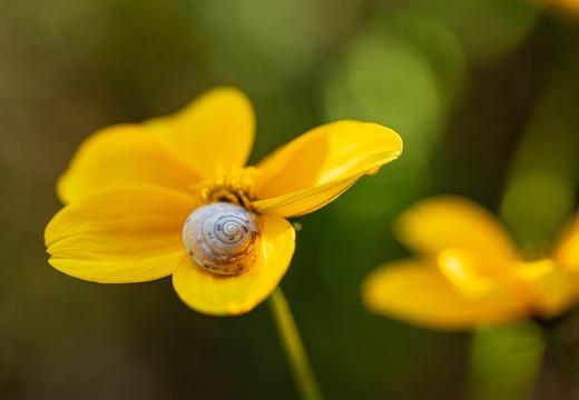 Kartäuserschnecke (Monacha cartusiana)