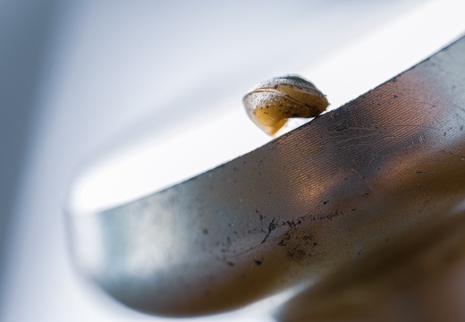 Schwebende Schnecke