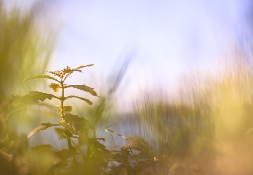 Herbstlicht am Seeufer