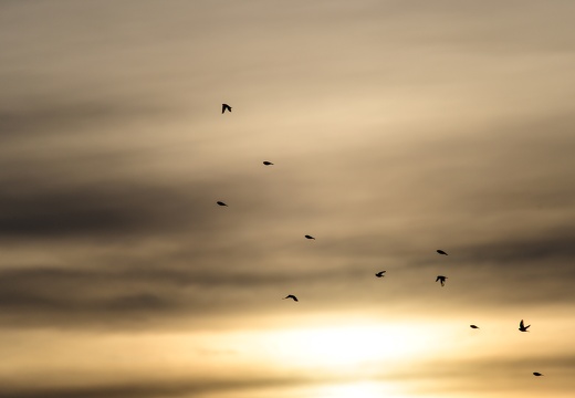 Le voyage des oiseaux