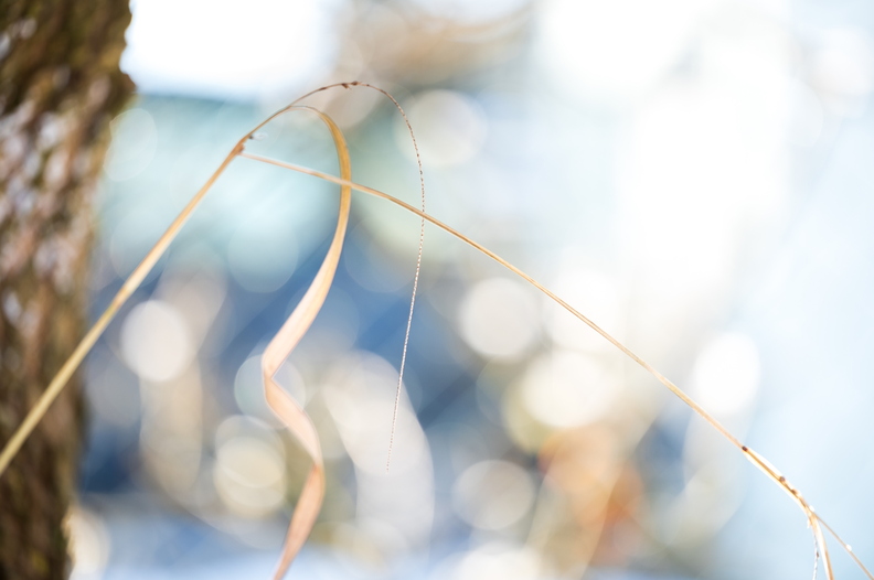 Mante religieuse.jpg