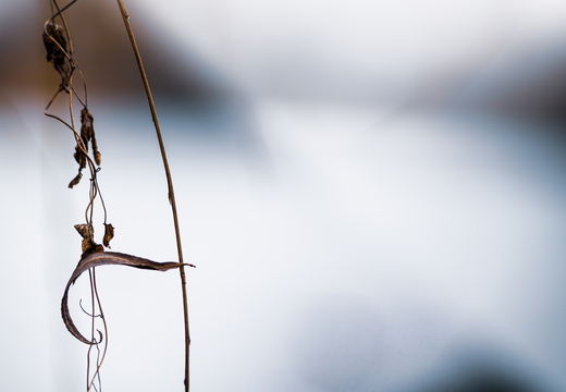 Les caractères de la nature