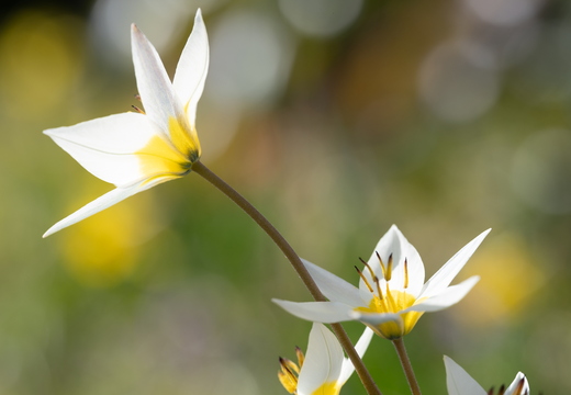 Wilde Tulpe