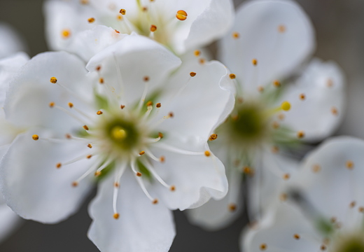 Mirabelle (Prunus domestica subsp. syriaca)