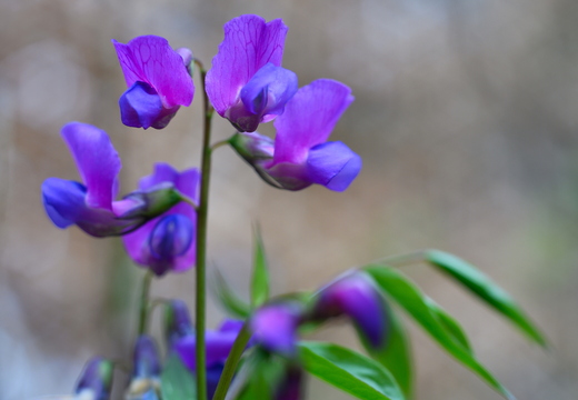 Frühlings-Platterbse (Lathyrus vernus)