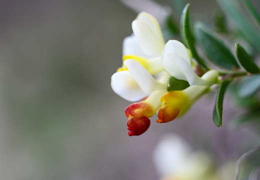 Buchsblättrige-Kreuzblume (Polygala chamaebuxus)