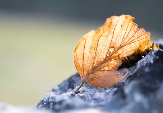 Herbstblatt im Frühlingslicht