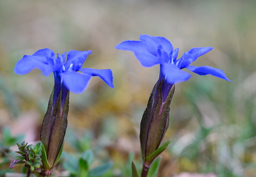 Frühlings-Enzian (Gentiana verna)