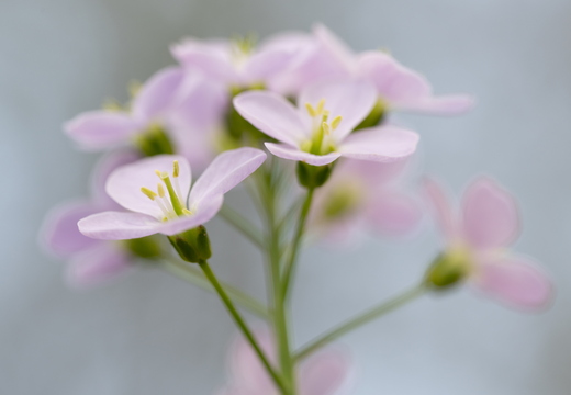  Wiesen-Schaumkraut (Cardamine pratensis)