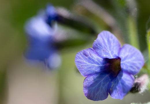 Geflecktes Lungenkraut(Pulmonaria officinalis)