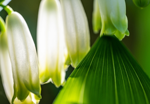 Vielblütige Weißwurz (Polygonatum multiflorum)