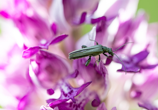 Graugrüner Schenkelkäfer (Oedemera virescens) frisst an Orchis militaris