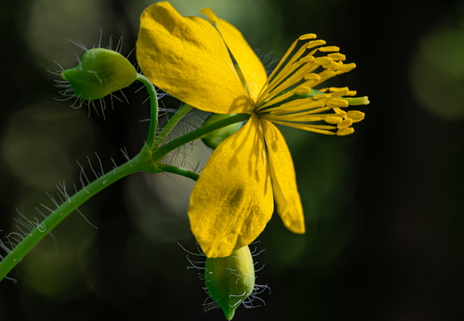 Schöllkraut (Chelidonium majus)