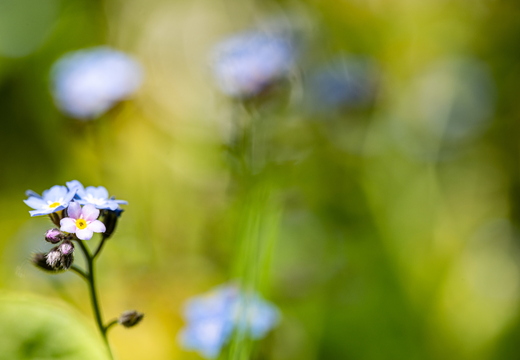 Wald-Vergissmeinnicht (Myosotis sylvatica)