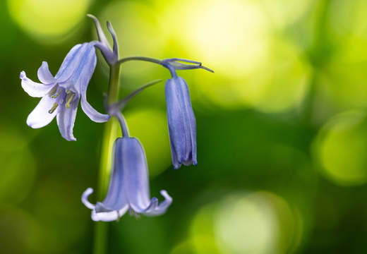 Hasenglöckchen (Hyacinthoides)