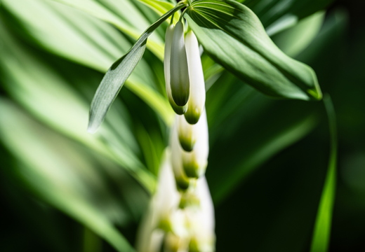 Vielblütige Weißwurz (Polygonatum multiflorum)
