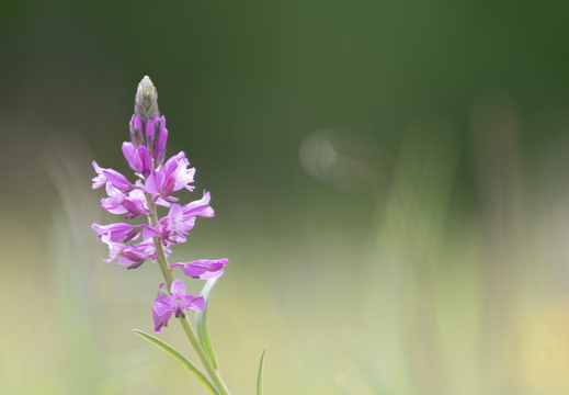 Schopfige Kreuzblume (Polygala comosa)