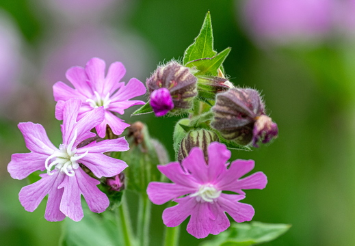 Rote Lichtnelke (Silene dioica)