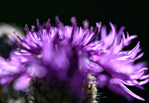 Flockenblume (Centaurea)