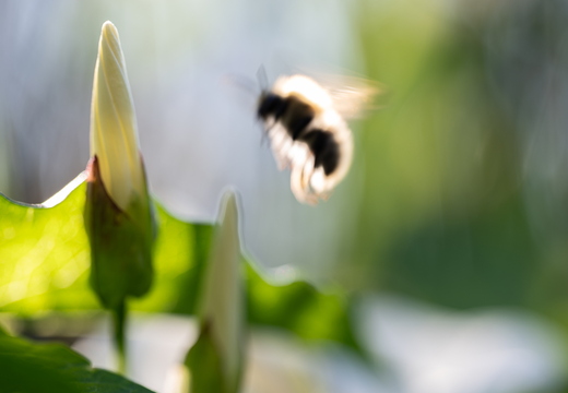 Vergeblicher Besuch