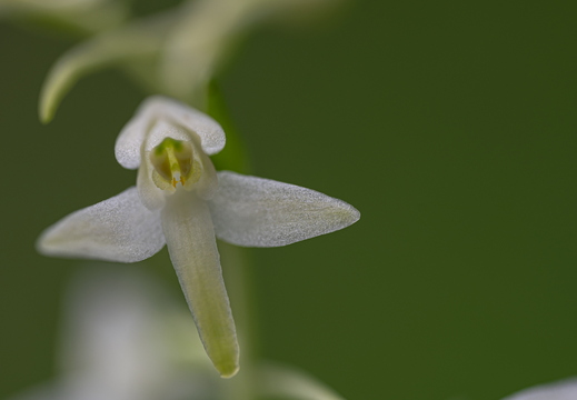 Waldhyazinthe (Platanthera)
