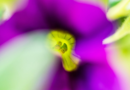 À l'intérieur de la fleur
