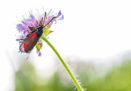 Beilfleck-Widderchen (Zygaena loti)